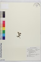 沙生馬齒莧藏品圖，第1張