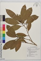 厚葉李欖藏品圖，第1張