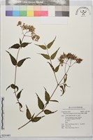 里龍山澤蘭藏品圖，第1張
