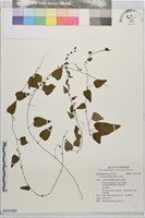 土防己藏品圖，第1張