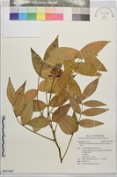 山豆根藏品圖，第1張