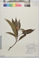 木荷藏品圖，第1張