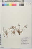 畦畔莎草藏品圖，第1張