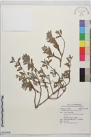 水芫花藏品圖，第1張