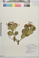 日本衛矛, 大葉黃楊藏品圖，第1張