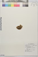 安旱草藏品圖，第1張