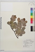 蘭嶼裸實藏品圖，第1張