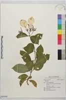 登錄號:S231515藏品圖，第1張