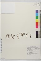 小牙草藏品圖，第1張