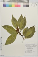 蘭嶼銹葉灰木藏品圖，第1張