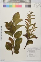 草野氏冬青藏品圖，第1張