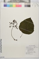 蘭嶼千金藤藏品圖，第1張