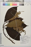 水冬瓜藏品圖，第1張