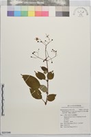 都蘭山金石榴、都蘭山布勒德木藏品圖，第1張