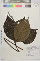 臺灣及己藏品圖，第1張