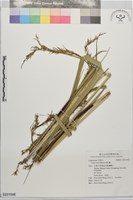 森氏薹藏品圖，第1張