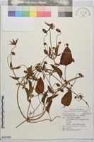 田代氏鐵線蓮藏品圖，第1張