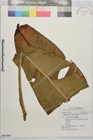 台灣芭蕉藏品圖，第1張