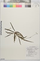 里龍山水竹葉藏品圖，第1張