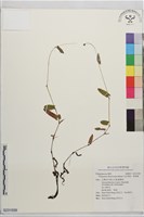 水紅骨蛇、箭葉蓼藏品圖，第1張