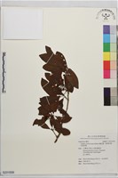 鐵釘樹、脈葉釣樟、紅果釣樟藏品圖，第1張