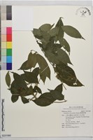 薄葉雞屎樹藏品圖，第1張