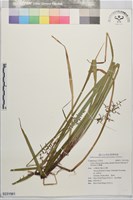 紅鞘薹藏品圖，第1張