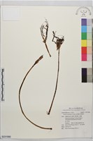 換錦花藏品圖，第1張