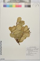 日本衛矛, 大葉黃楊藏品圖，第1張