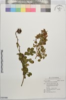 琉球野薔薇藏品圖，第1張