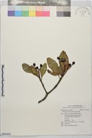 海桐藏品圖，第1張