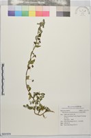 賽葵藏品圖，第1張
