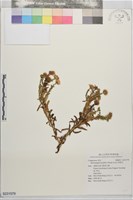 狗娃花藏品圖，第1張