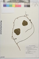 木防己藏品圖，第1張