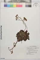 石蓯蓉藏品圖，第1張