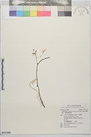 桃紅蝴蝶蘭、小蘭嶼蝴蝶蘭藏品圖，第1張