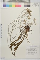 石蓯蓉藏品圖，第1張