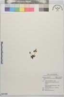 濱溝馬齒(浮葉過長沙)藏品圖，第1張