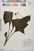 長距白鶴蘭藏品圖，第1張