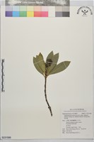 奧氏虎皮楠藏品圖，第1張