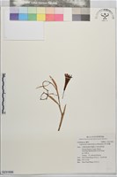 香莎草蘭藏品圖，第1張