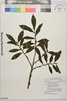 厚葉柃木藏品圖，第1張