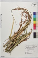 苞子草藏品圖，第1張