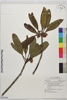 細葉茶梨藏品圖，第1張