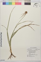 刺子莞藏品圖，第1張