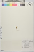 無柄花瓜子金藏品圖，第1張