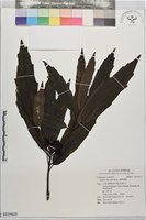 桃葉珊瑚藏品圖，第1張