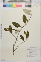 菲律賓胡頹子藏品圖，第1張
