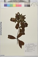 台灣八角、紅花八角藏品圖，第1張