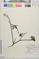 褐毛柳、阿里山柳藏品圖，第1張
